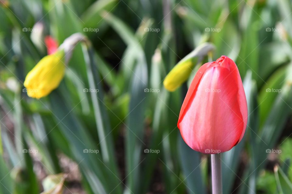 Tulip, Nature, Easter, No Person, Leaf