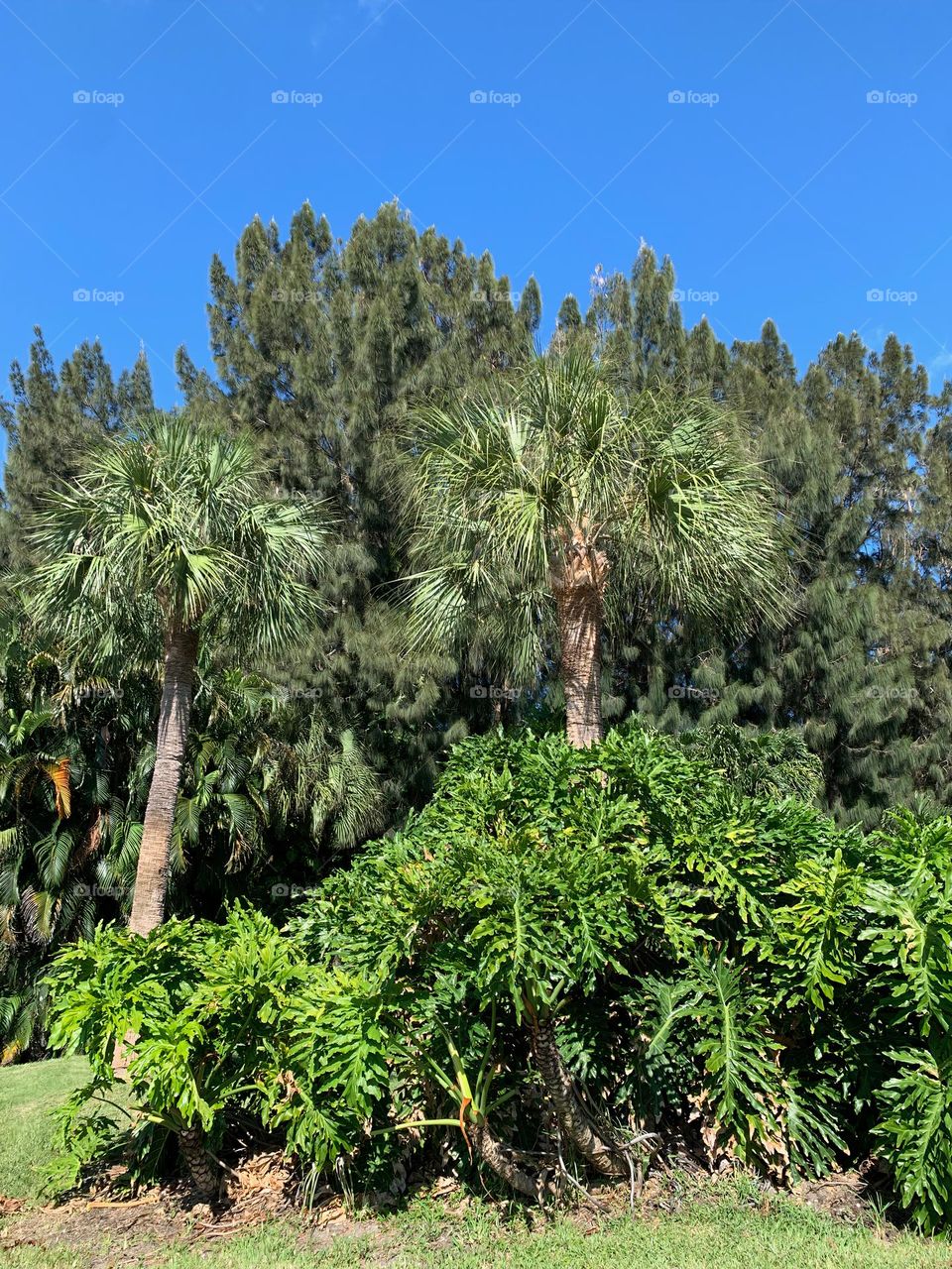 Beauty In Tropical Nature In The Forest With Clear Blue Sky, Greens Under The Warm Sunlight. 