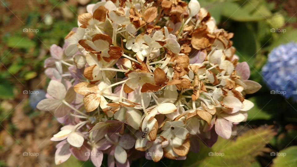 Excelente imagem de flores naturais secando.