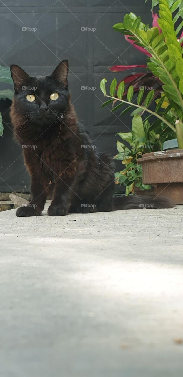 black cat with yellow eyes, beautiful