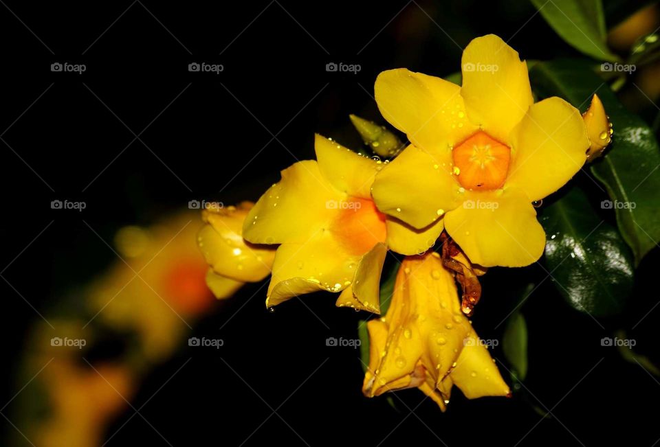Yellow flower of wonderfull. Bush plant category at garden yard. Good bloosom in category almost. Five petal of yellow to the center flower is harder.