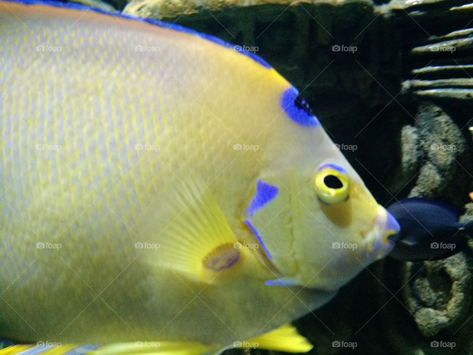Yellow Fish. New Orleans Aquarium