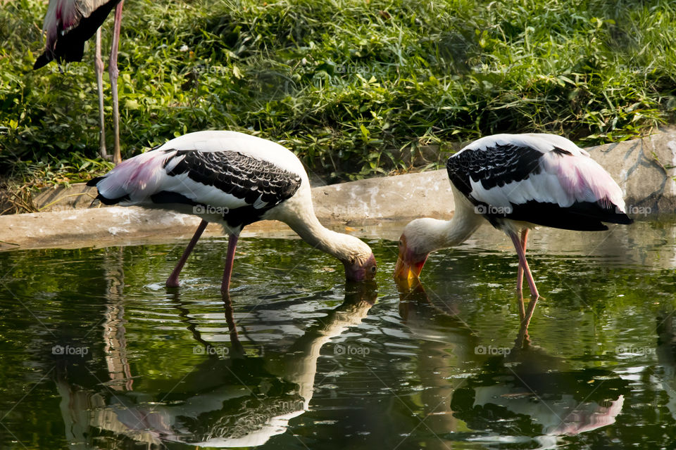 Asian openbill, Birds are looking for food.