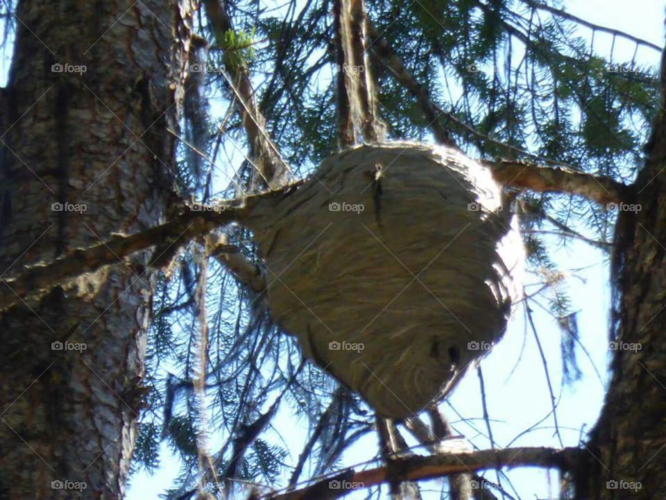 Large paper wasps nest in a tree.