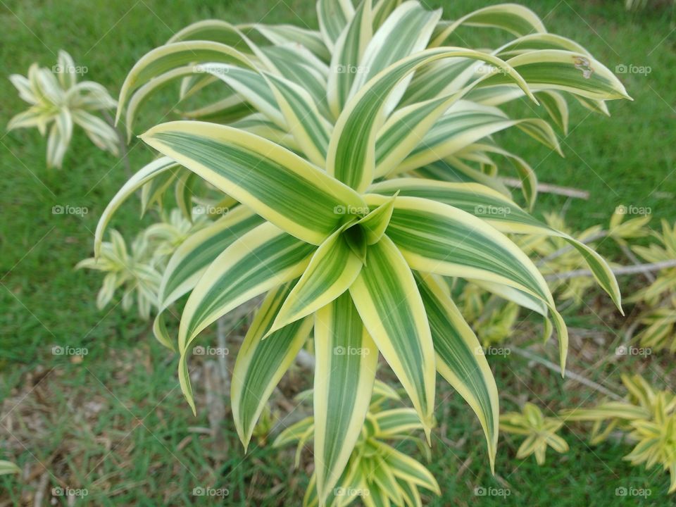 High angle view of green plant