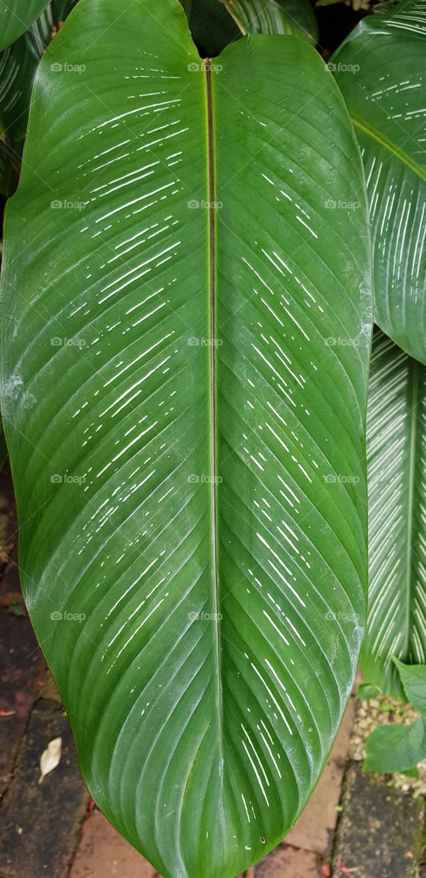 leaves