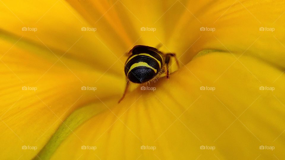 Humble Bee