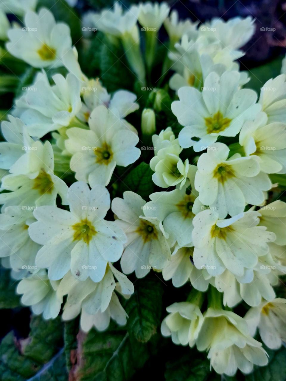 white flower