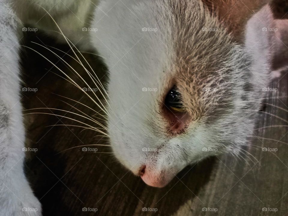 Stray cat keep calm on the alley