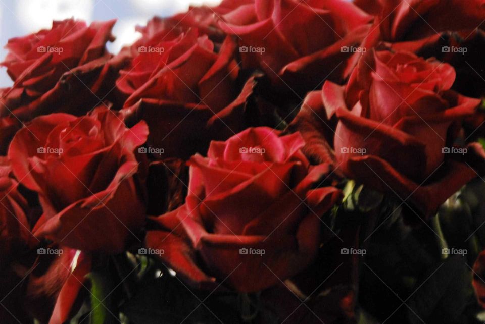 Red roses in a bouquet