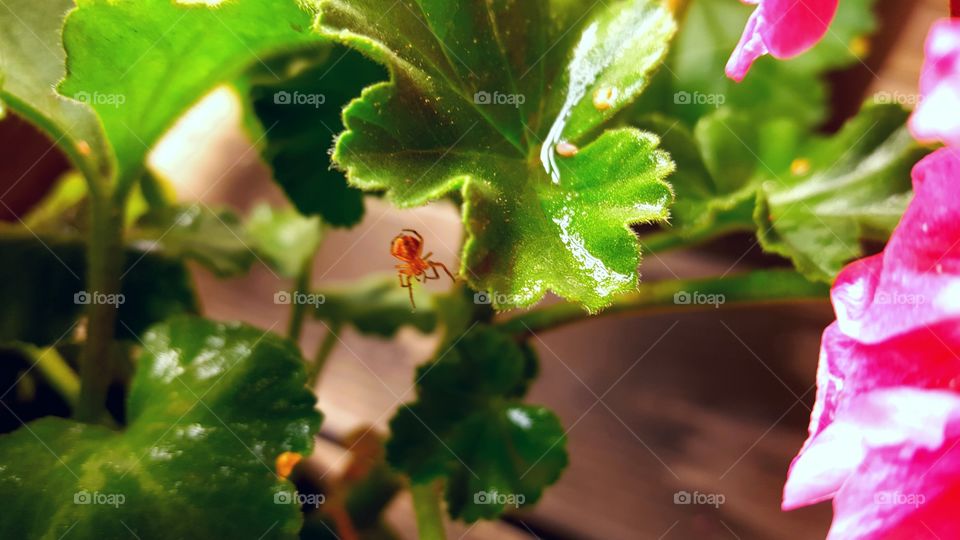 spider hanging from geranium leaves