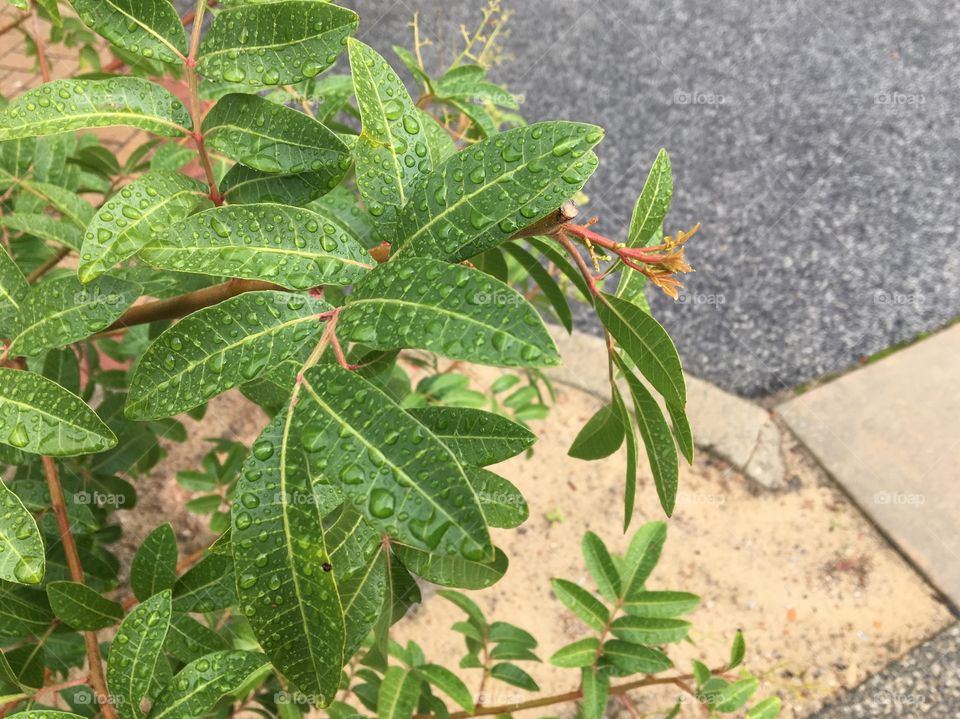 Green leaves after raining.
