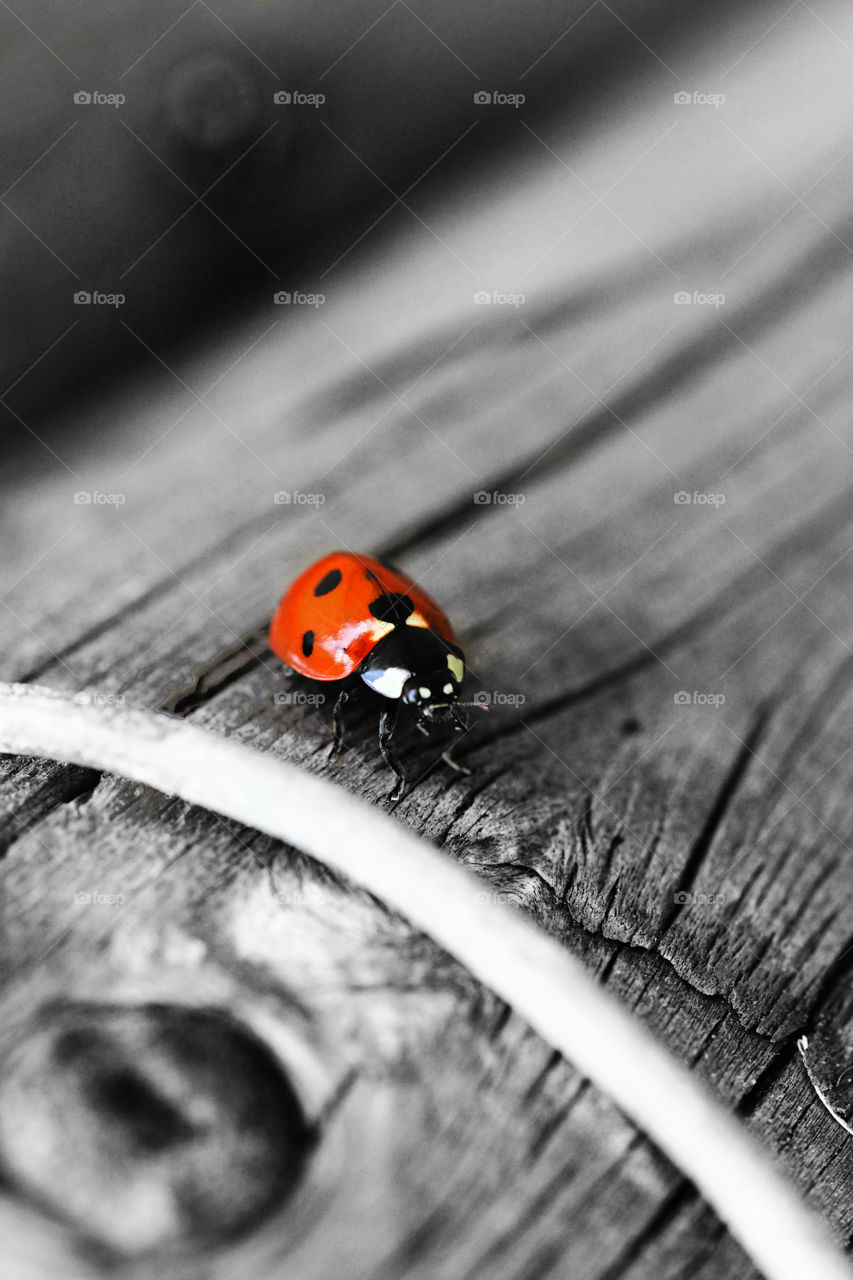 Ladybird closeup