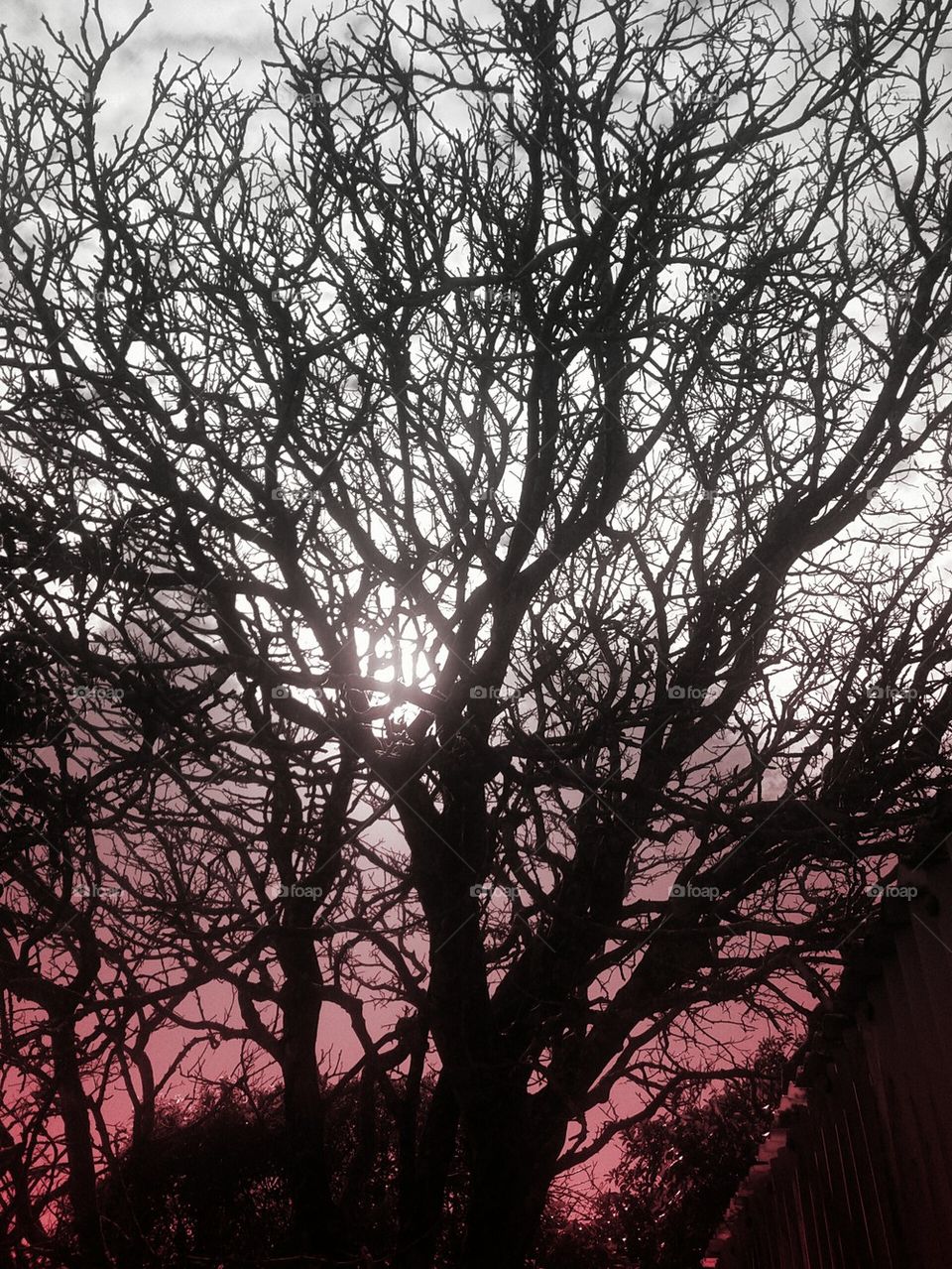 sunset tree