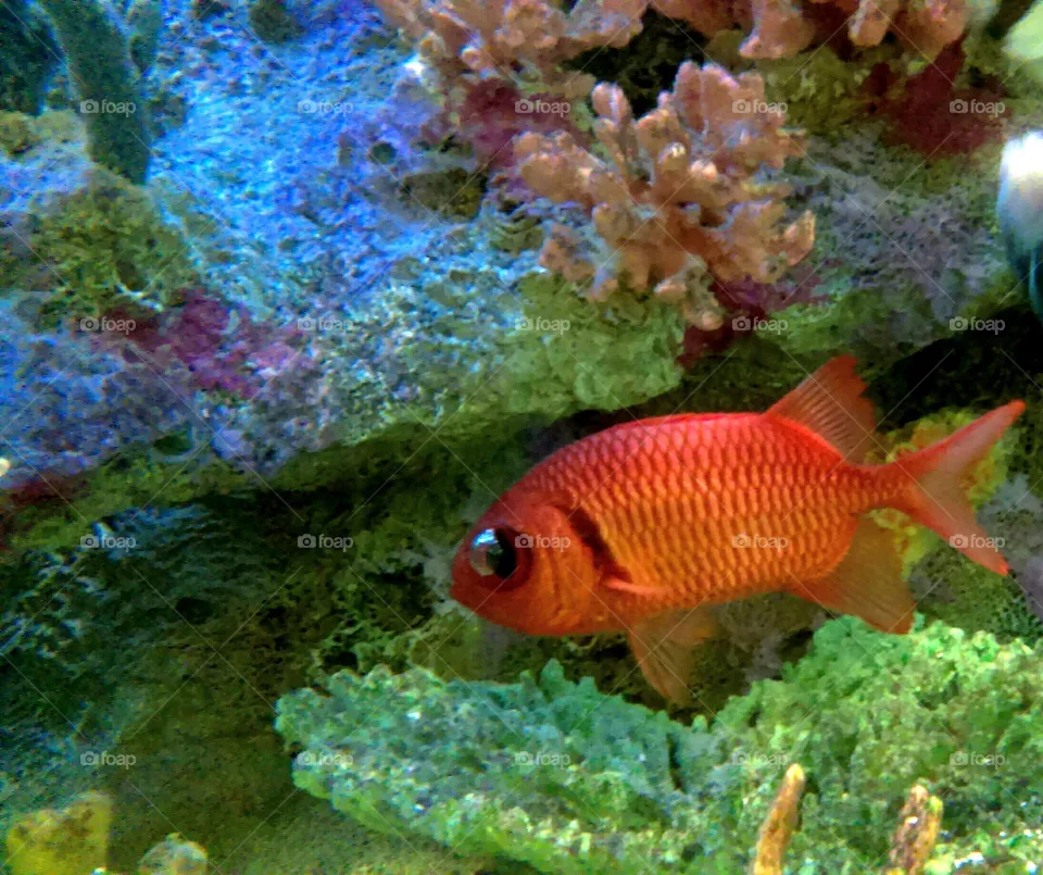Fish.