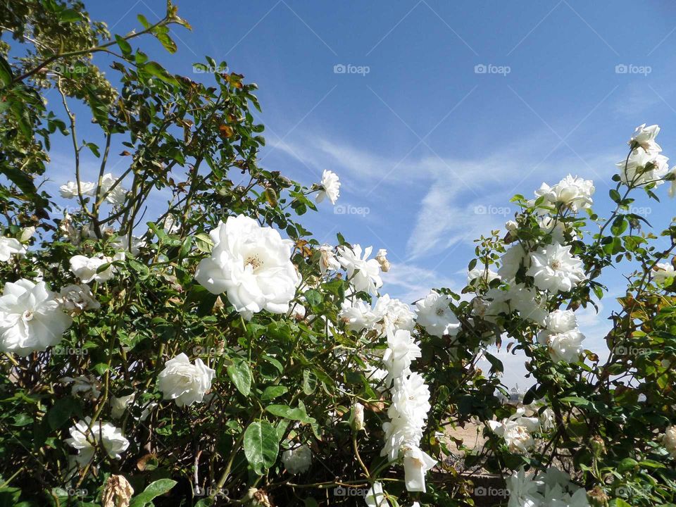 beautiful white roses blooming in the summer