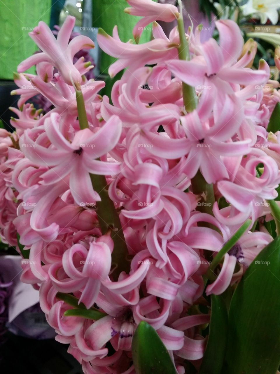 Hyacinths