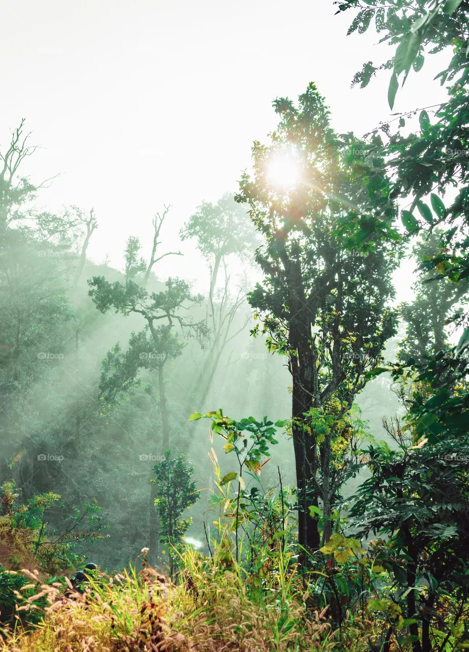 Rainforest and sunbeam at morning