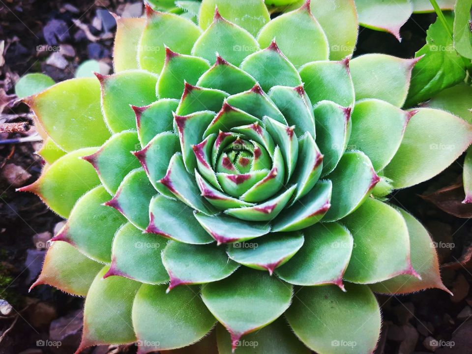 Sempervivum tectorum (common houseleek - čuvarkuća)