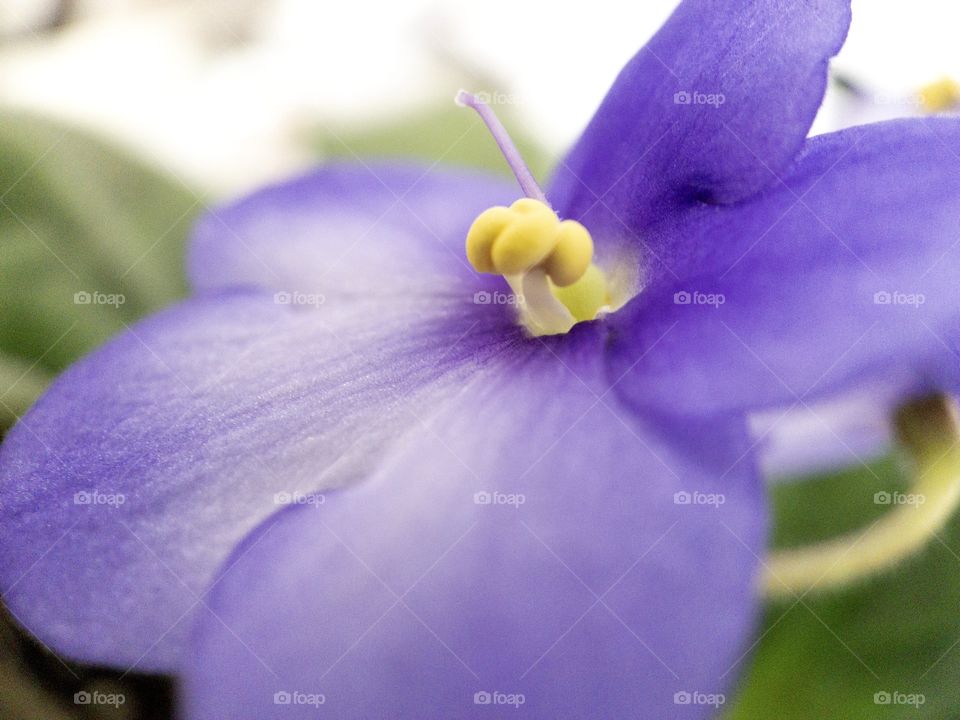 African violet