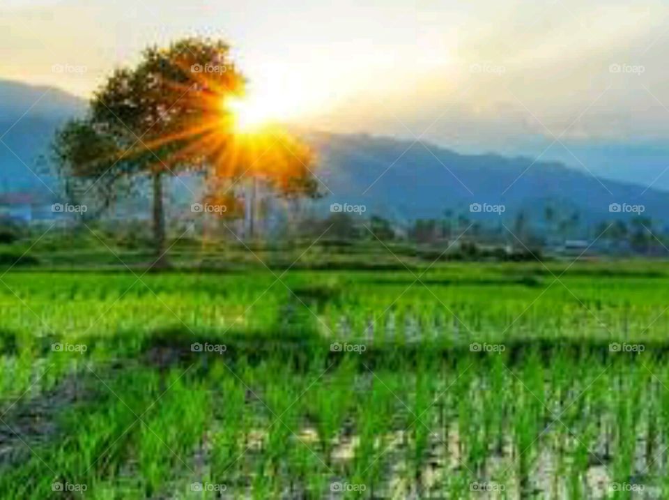 Foap Com Keindahan Gunung Dan Sawah Saat Matahari Terbenam