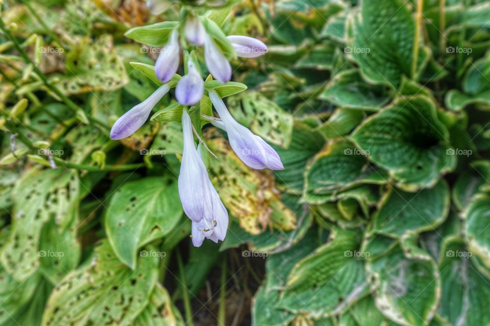 Nature. End of Season Hostas