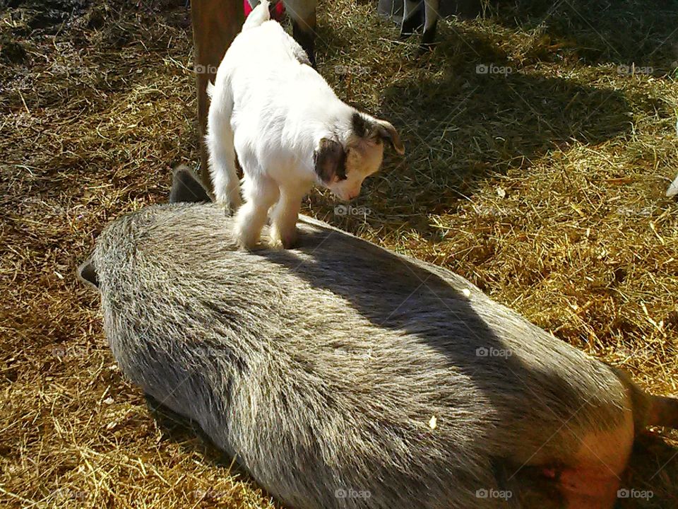 Baby goat jumping on pig