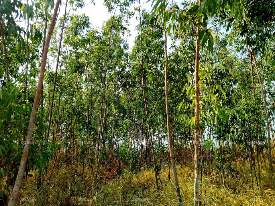 Tree, Forest, Bark, Eucalyptus, Nature