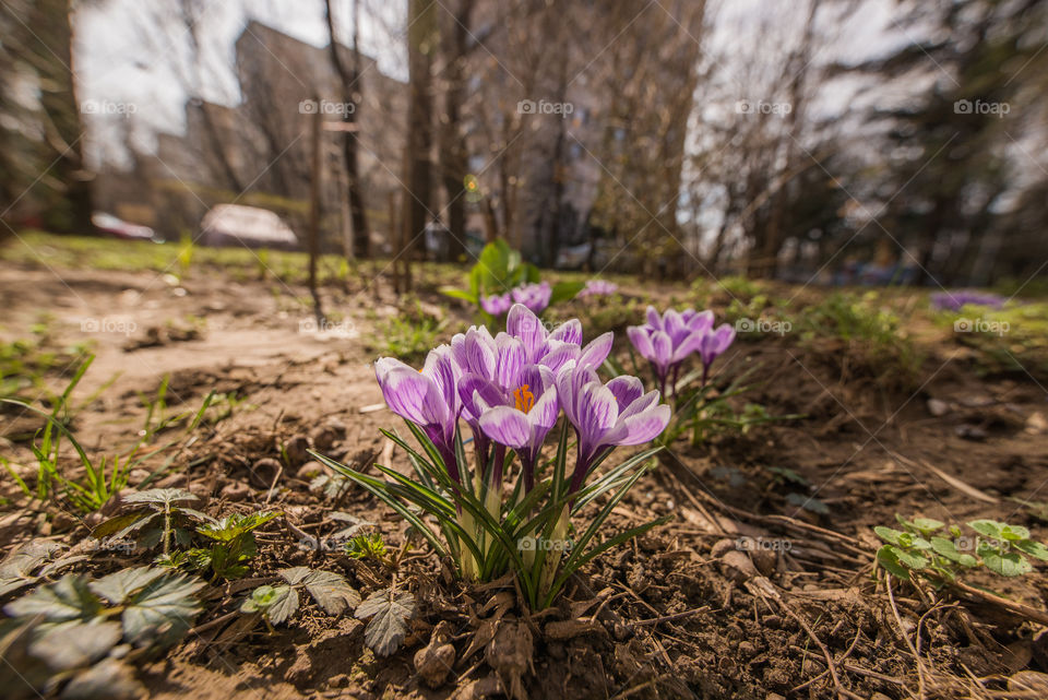 spring flowers blooming