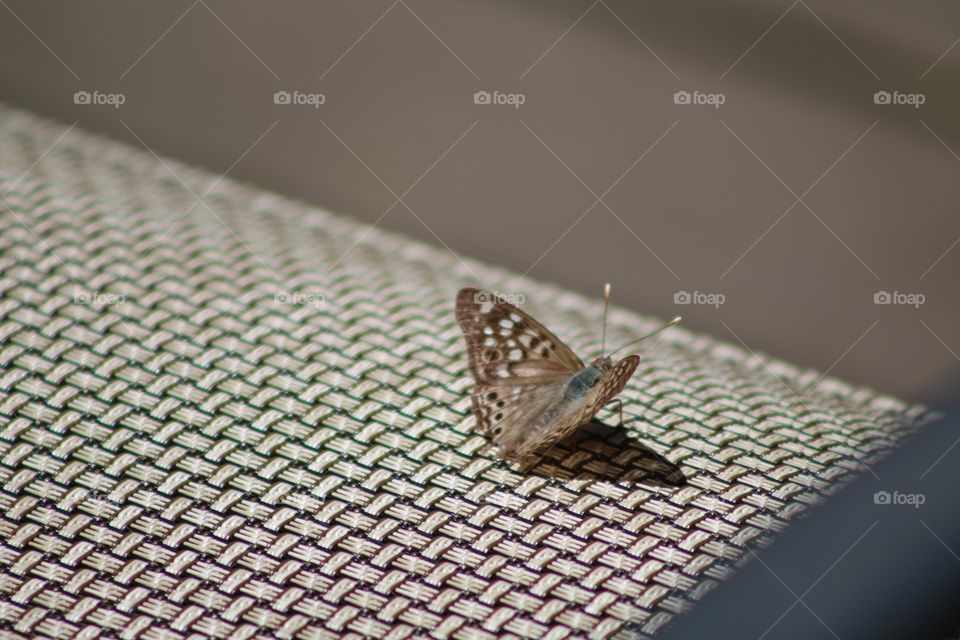 Butterfly on a seat