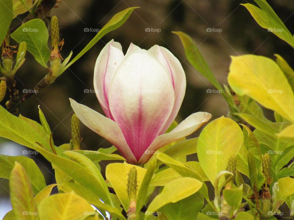 magnolia