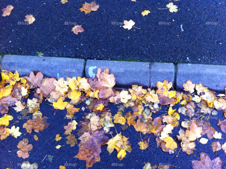 leaf autumn löv gata by ingelad