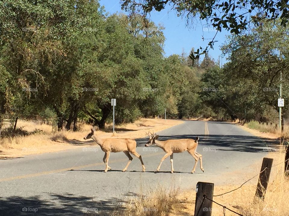 Deers walking on road