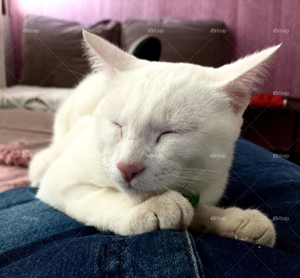 🇺🇸 What a nice sleep for the kitten Luna… she rests so peacefully… total relaxation! / 🇧🇷 Que sono gostoso da gatinha Luna… ela descansa tão tranquila… relaxamento total!