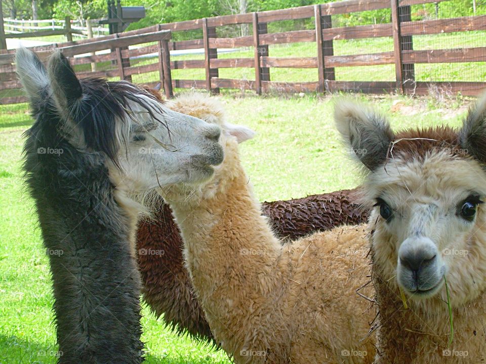 Alpaca