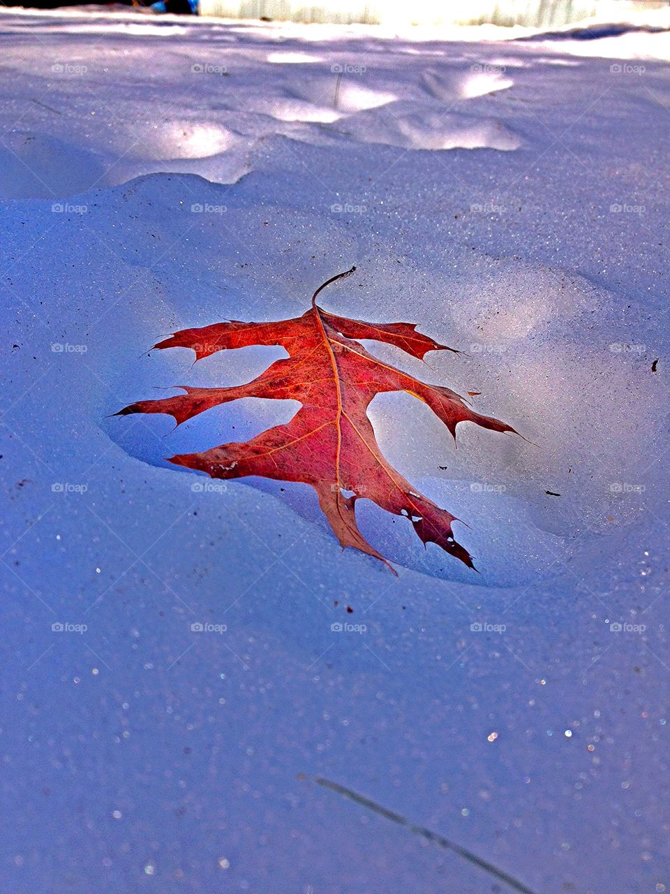 Leaf in the Snow