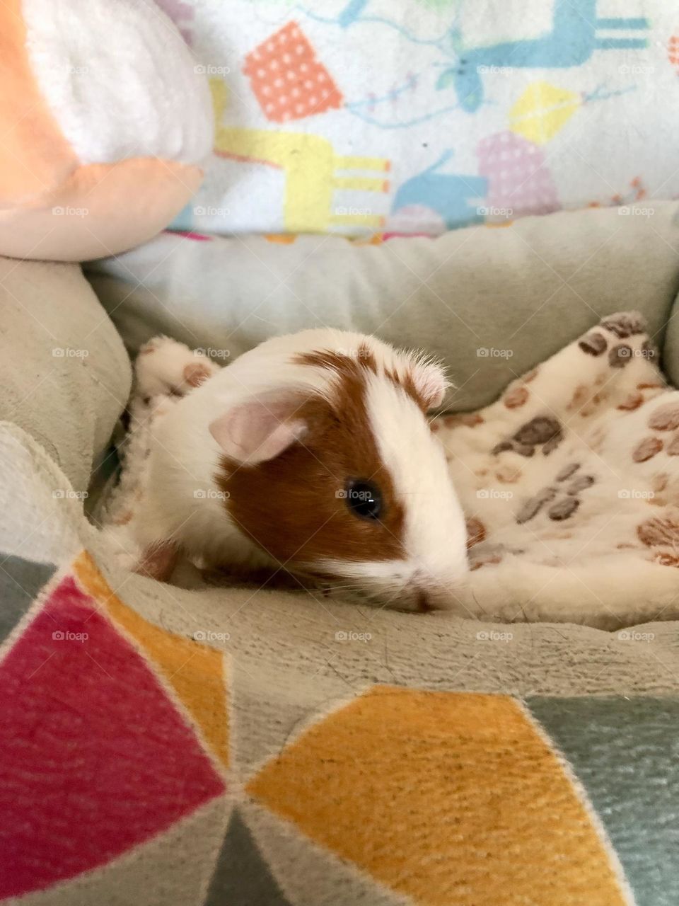 Baby Guinea pig Nicky 