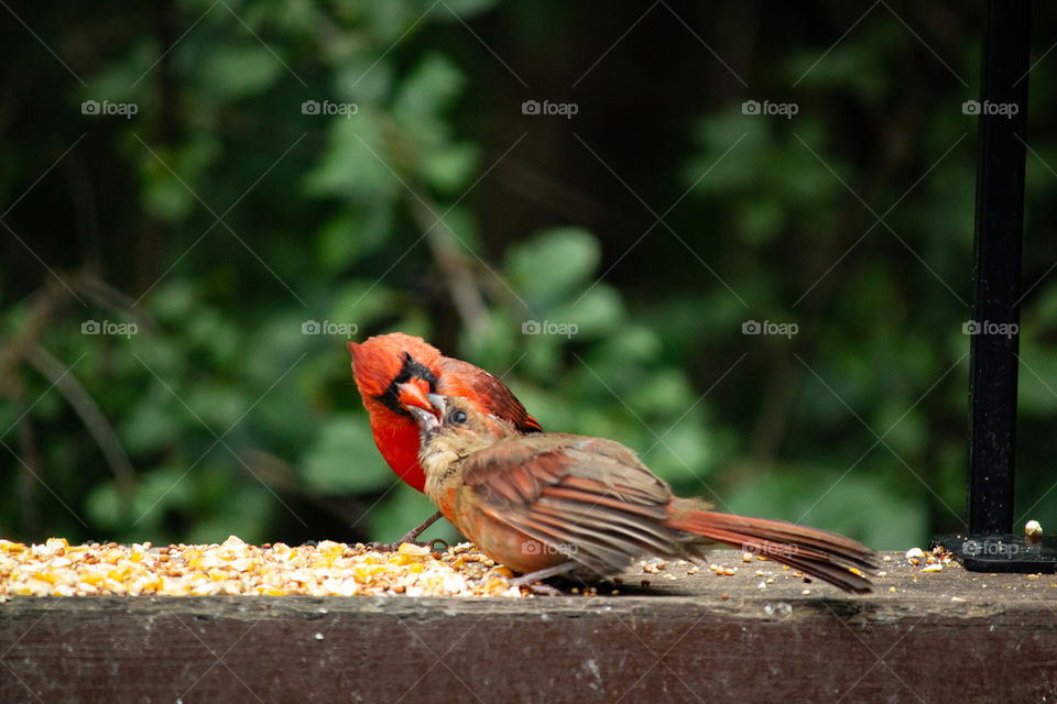 Daddy Feeding Baby Cardinal