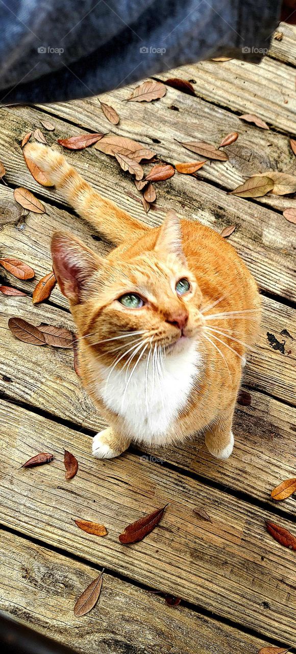 when eating lunch outside at a restaurant you never know who might join you! today it was this lovely orange kitty 🤩