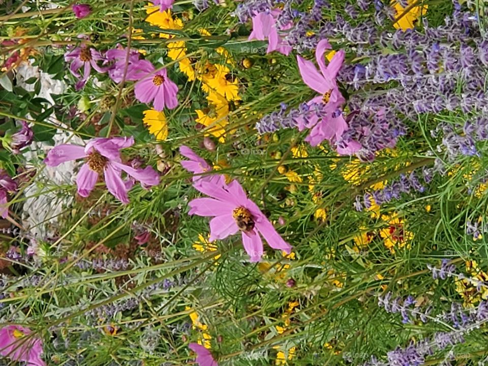 Bumblebee in Cosmos