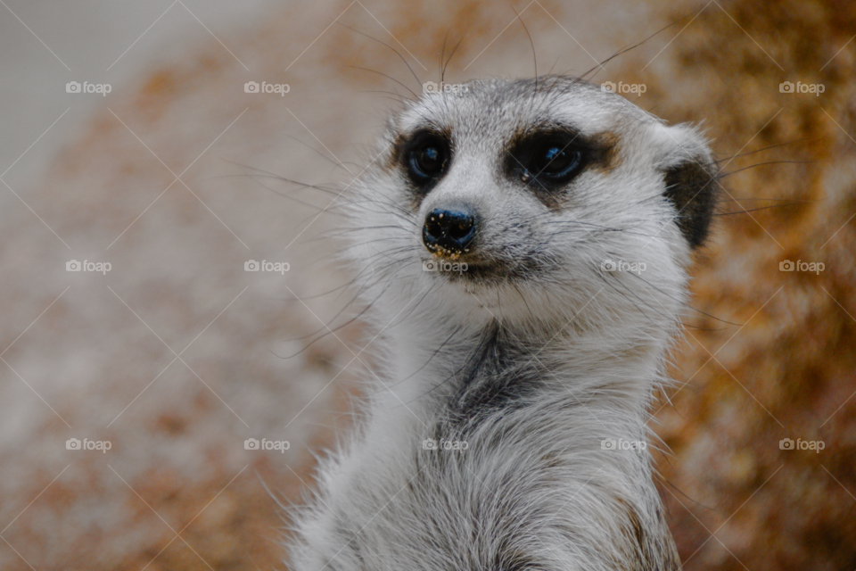 Meerkat