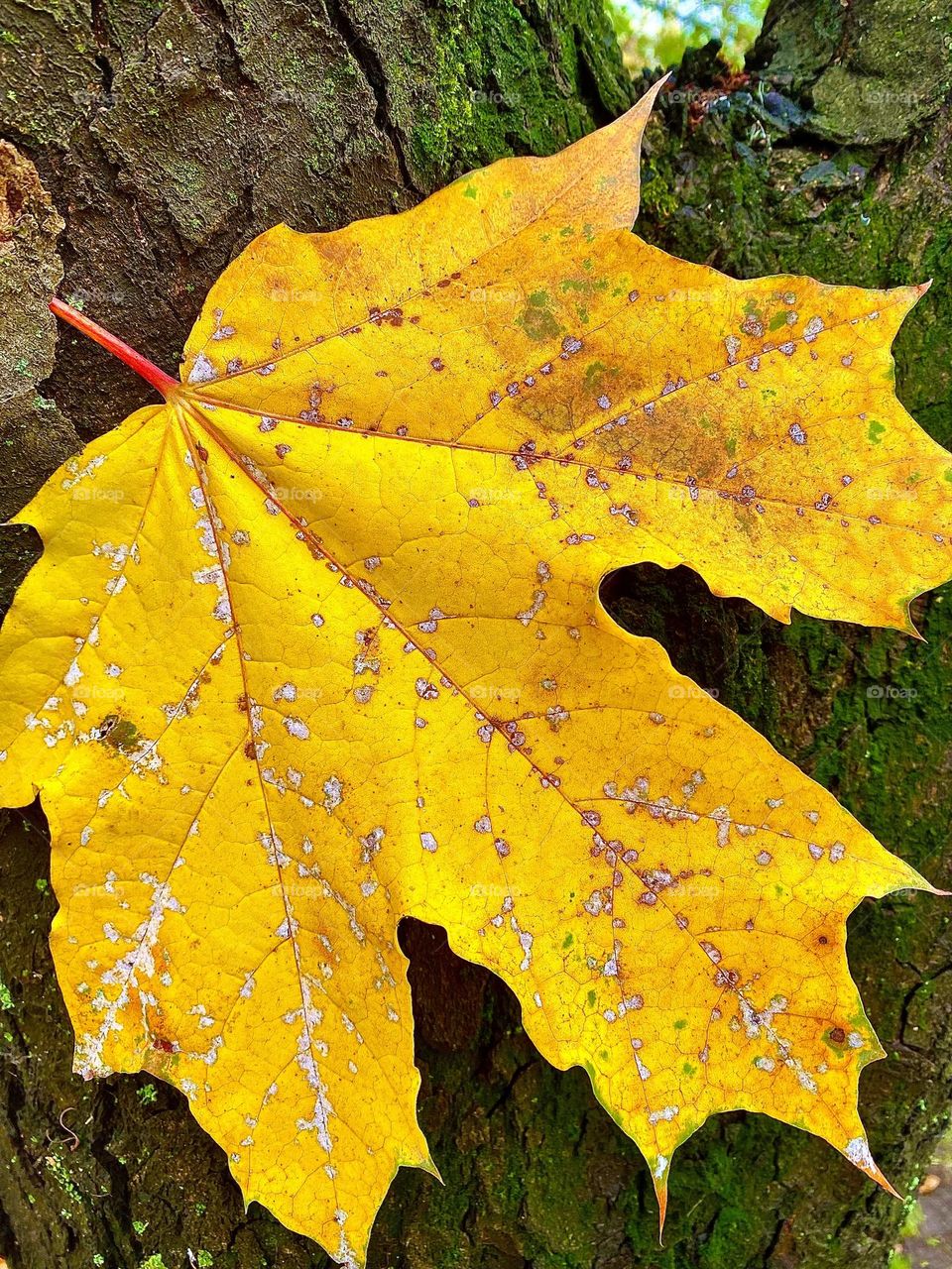 #autumn #leaf #wood
# bark # yellow #