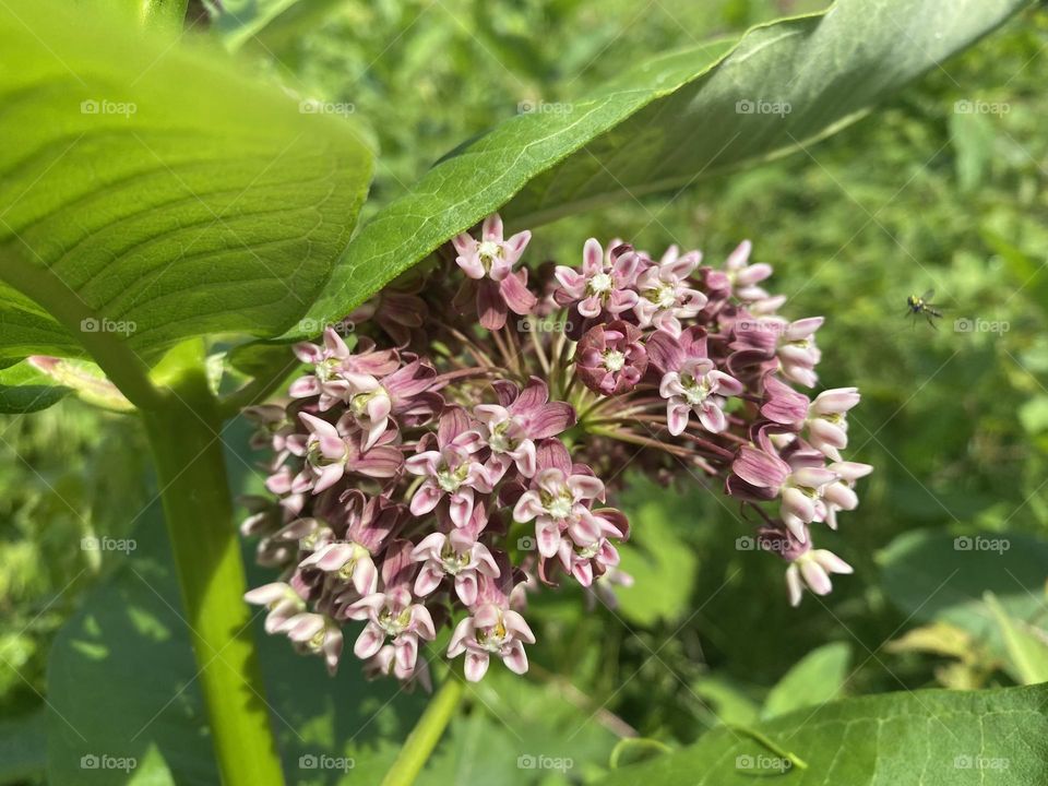 Milkweed flowers 