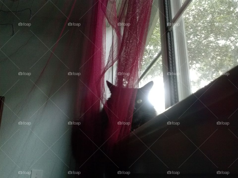 Peekaboo. My cat loves to peek from behind my bed canopy.