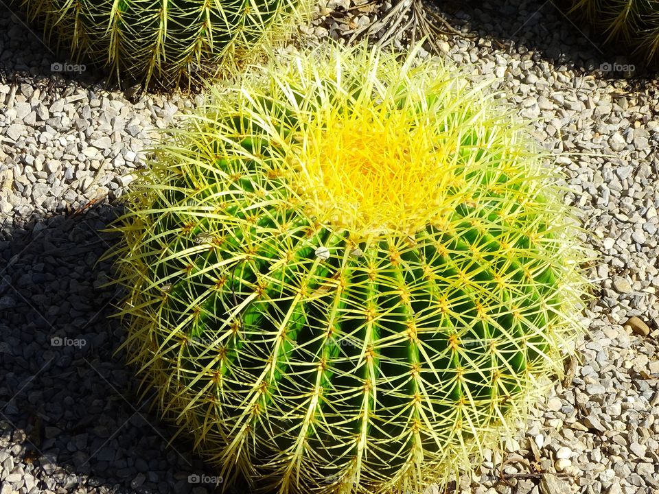 What the pots contain