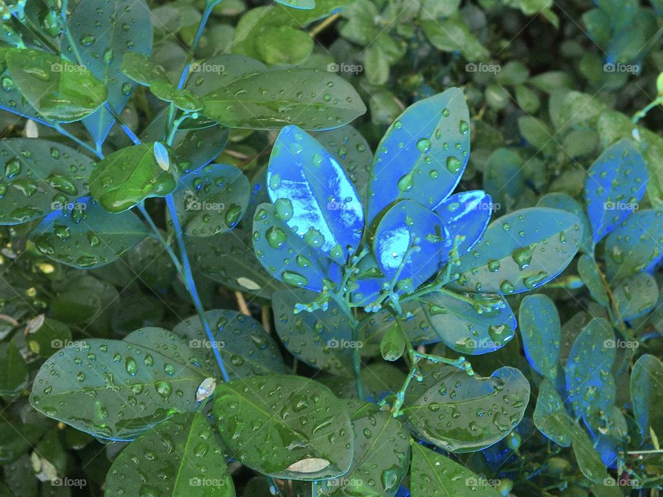 Blue light on green leaves after rain