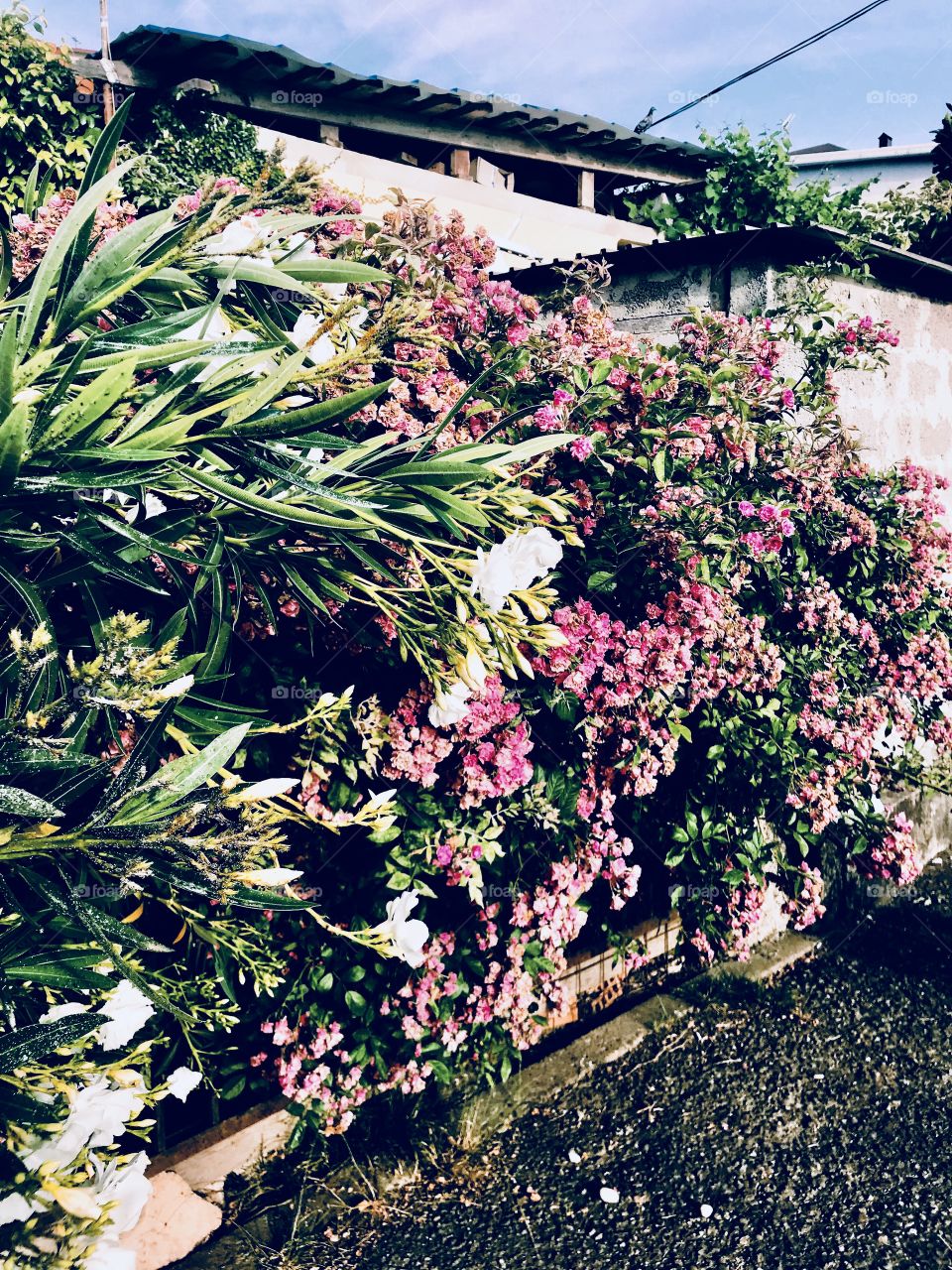 Green Bush with pink flowers, summer, Botanical garden