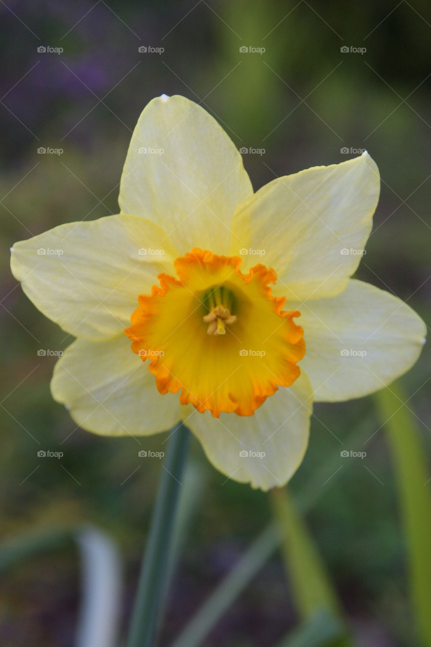 yellow nature flower daffodil by kshapley