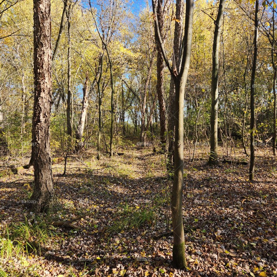 A walk through the woods