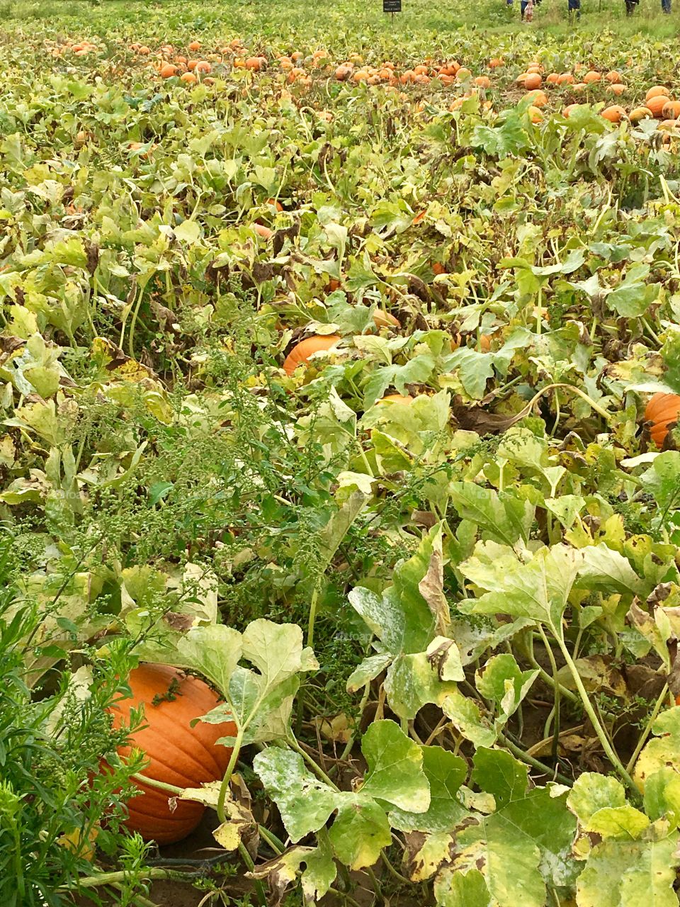 Pick your pumpkin 